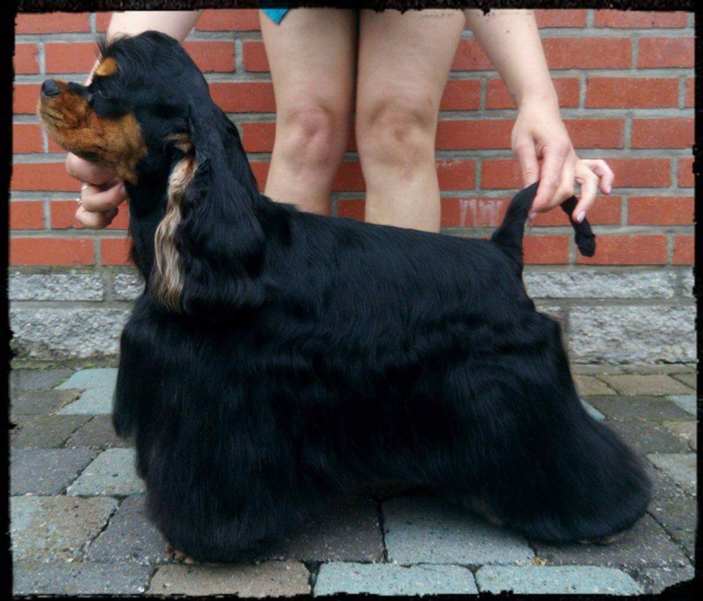 CH. Am'easy Dream Jewel black