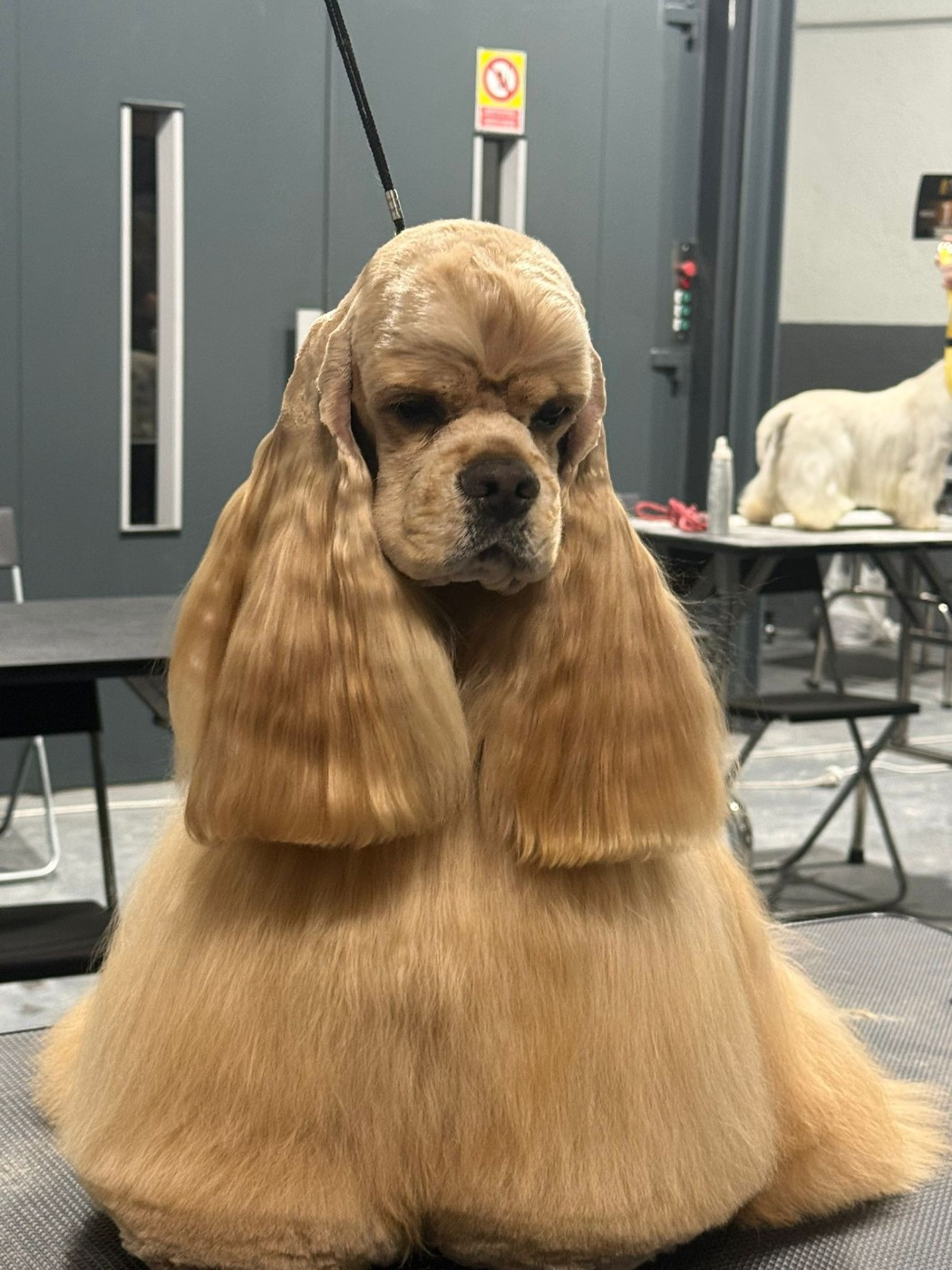 CH. delonji grand Challenger