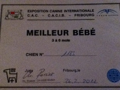 Am'easy Dream - Fribourg Dog Show