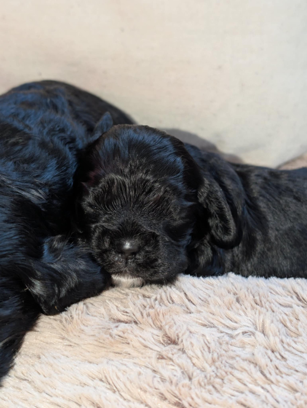 Am'easy Dream - Chiots disponibles - American Cocker Spaniel