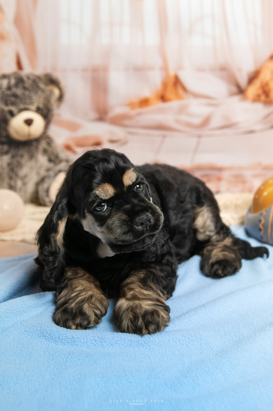 Chiot American Cocker Spaniel Am'easy Dream