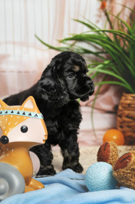 femelle noire et feu 1